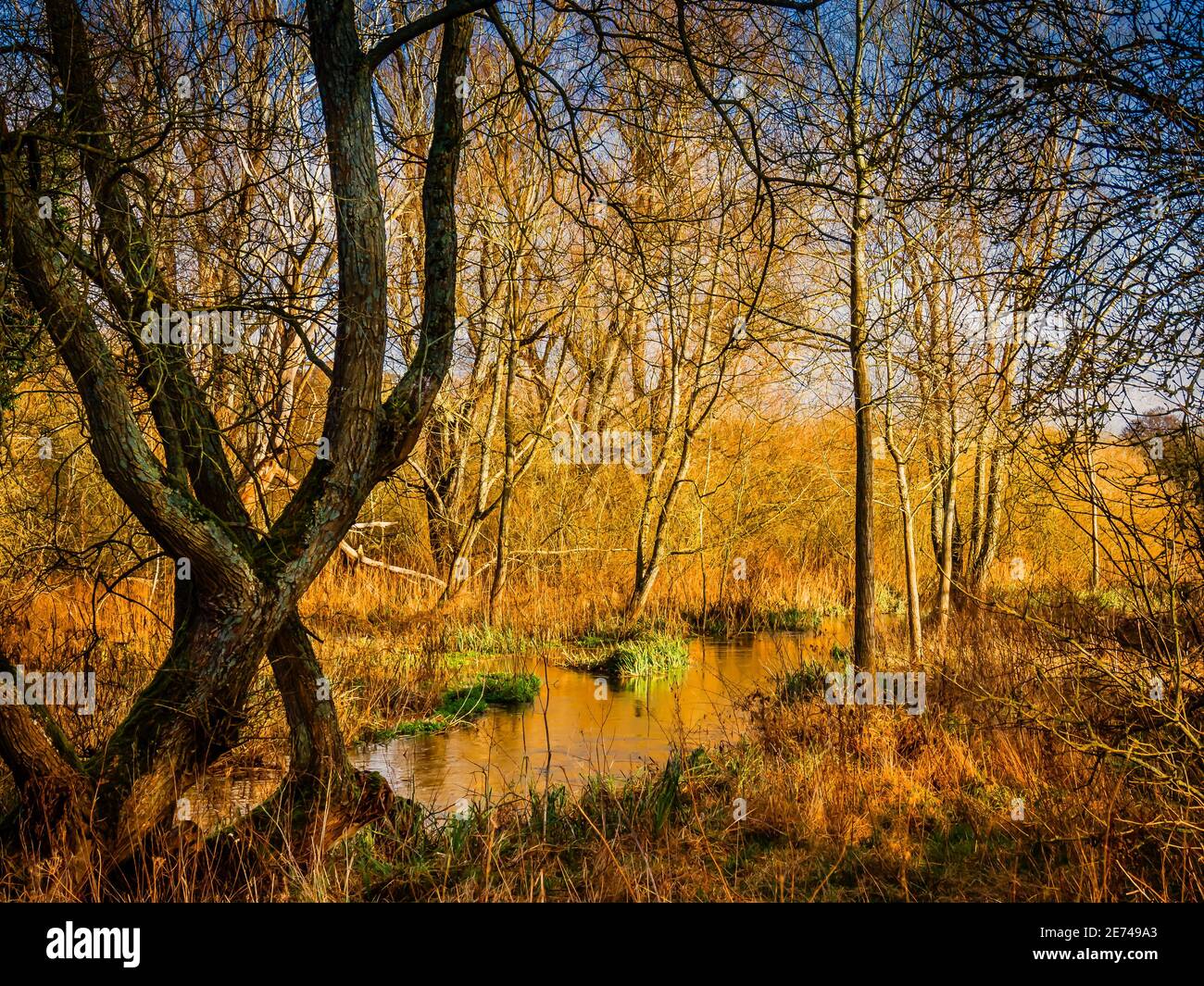 Ruscello che corre attraverso boschi in un giorno di autunno luminoso Foto Stock