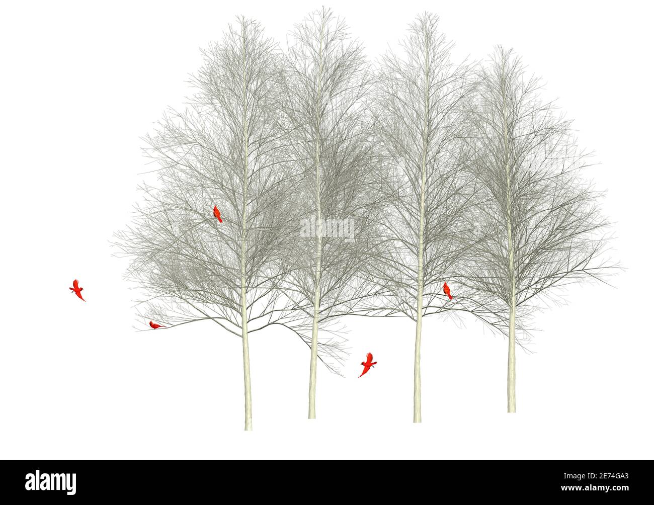 Cinque uccelli cardinali rossi luminosi si riuniscono in inverno nei rami di aspen in un campo di neve. Foto Stock