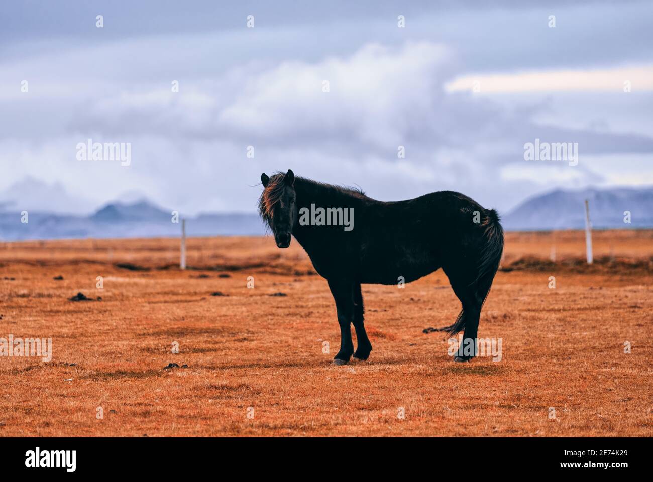 Iconico cavallo islandese nero che si erge su un terreno pianeggiante nell'Islanda occidentale, con spettacolari nuvole, vulcani e glasieri all'orizzonte lontano. Foto Stock