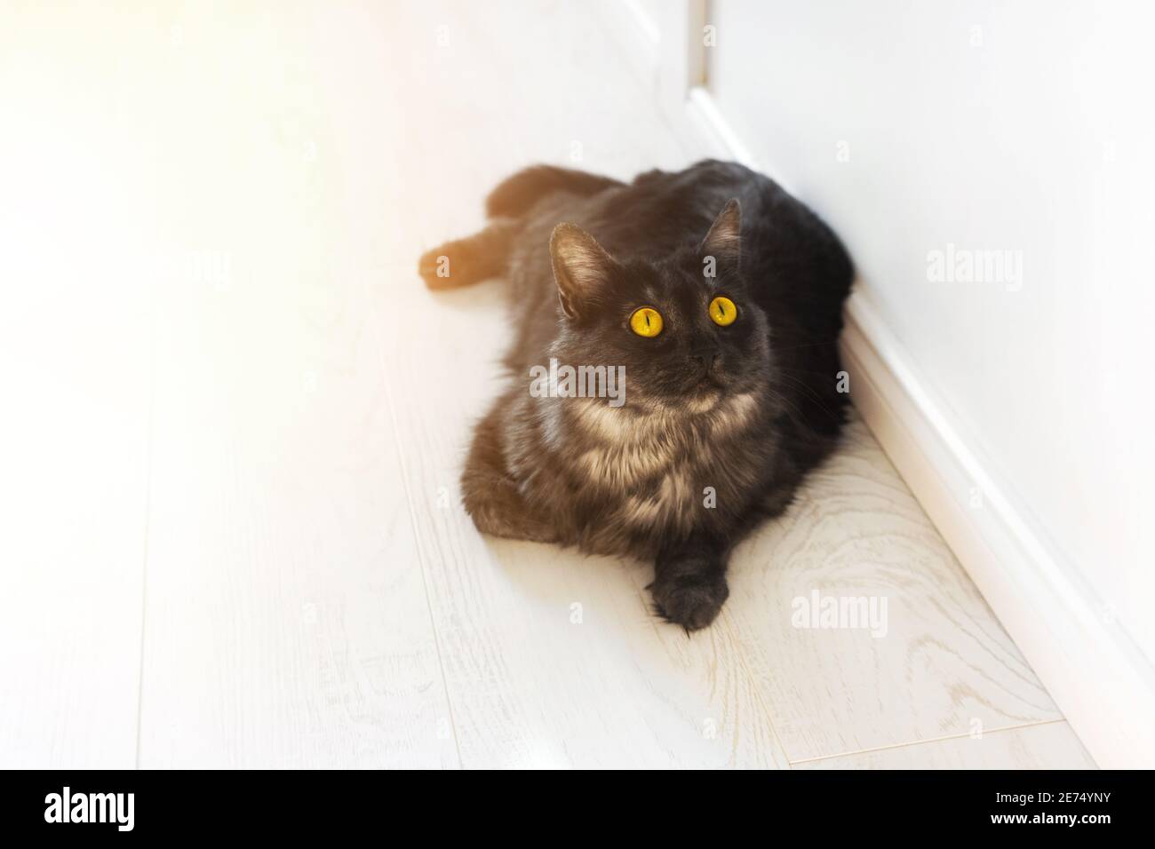Bel gatto nero domestico soffiato con gli occhi gialli si trova sul pavimento di legno. Giorno di sole, luminoso appartamento. Il PET sta crogiolandosi al sole Foto Stock
