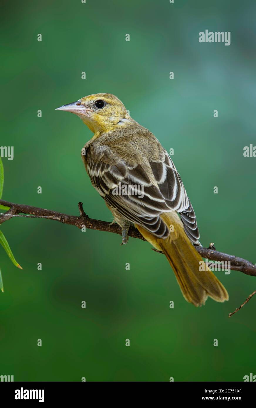 Bullock's Oriole Icterus bullockii Patagonia, ARIZONA, Stati Uniti May Adult Female Icteridae Foto Stock