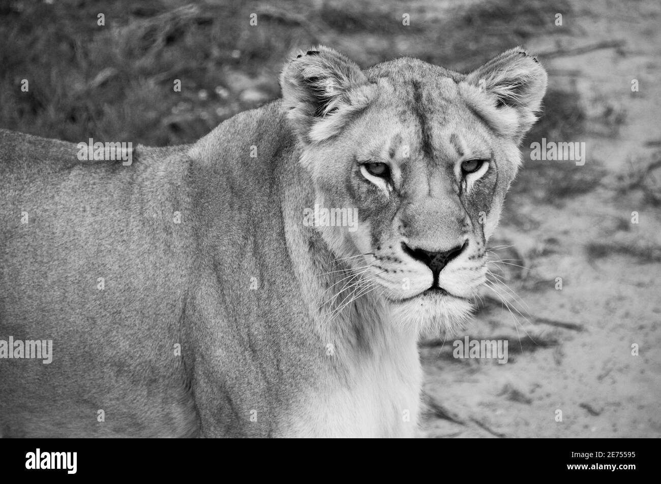 ritratto di leonessa in bianco e nero Foto Stock