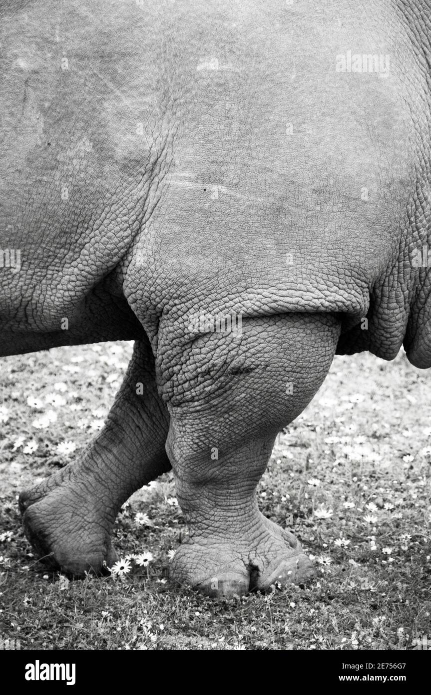 Primo piano di Rhino in bianco e nero Foto Stock