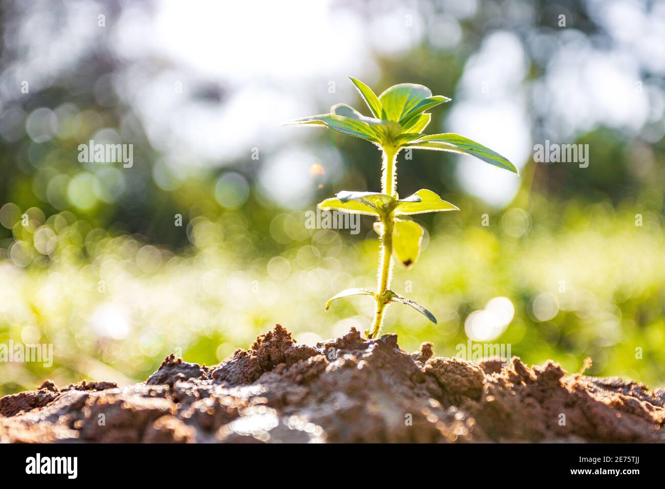 Sole di mattina bello crescita dell'albero nella natura, concetto di business crescente e di conservazione della natura Foto Stock