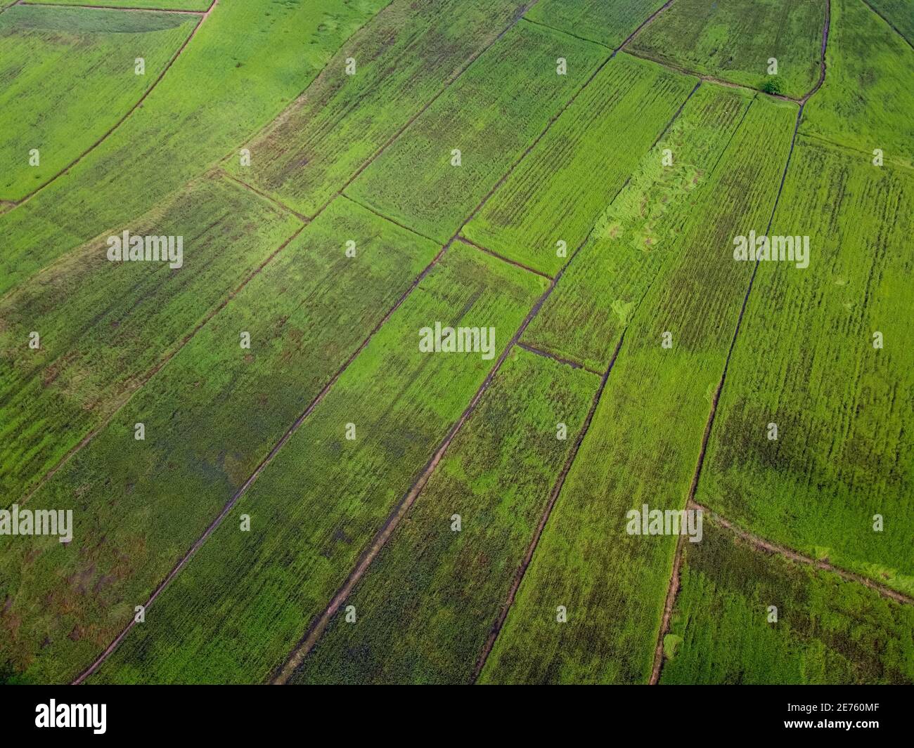 Campi di riso verde in asia, fotografie aeree di droni Foto Stock