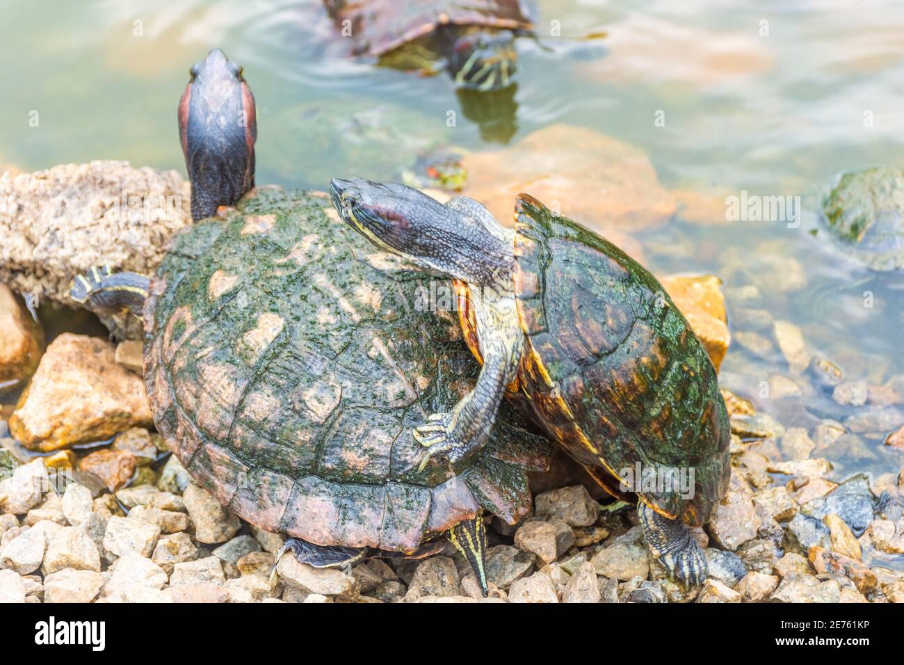 Chryslemys Picta, o tartaruga dipinta, nei Giardini Botanici di Singapore Foto Stock
