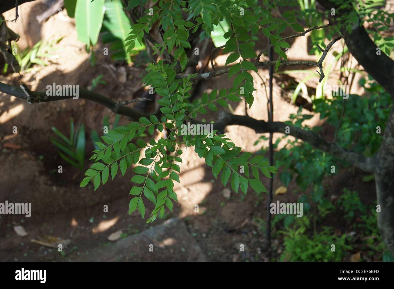 Foglie di curry sull'albero Foto Stock