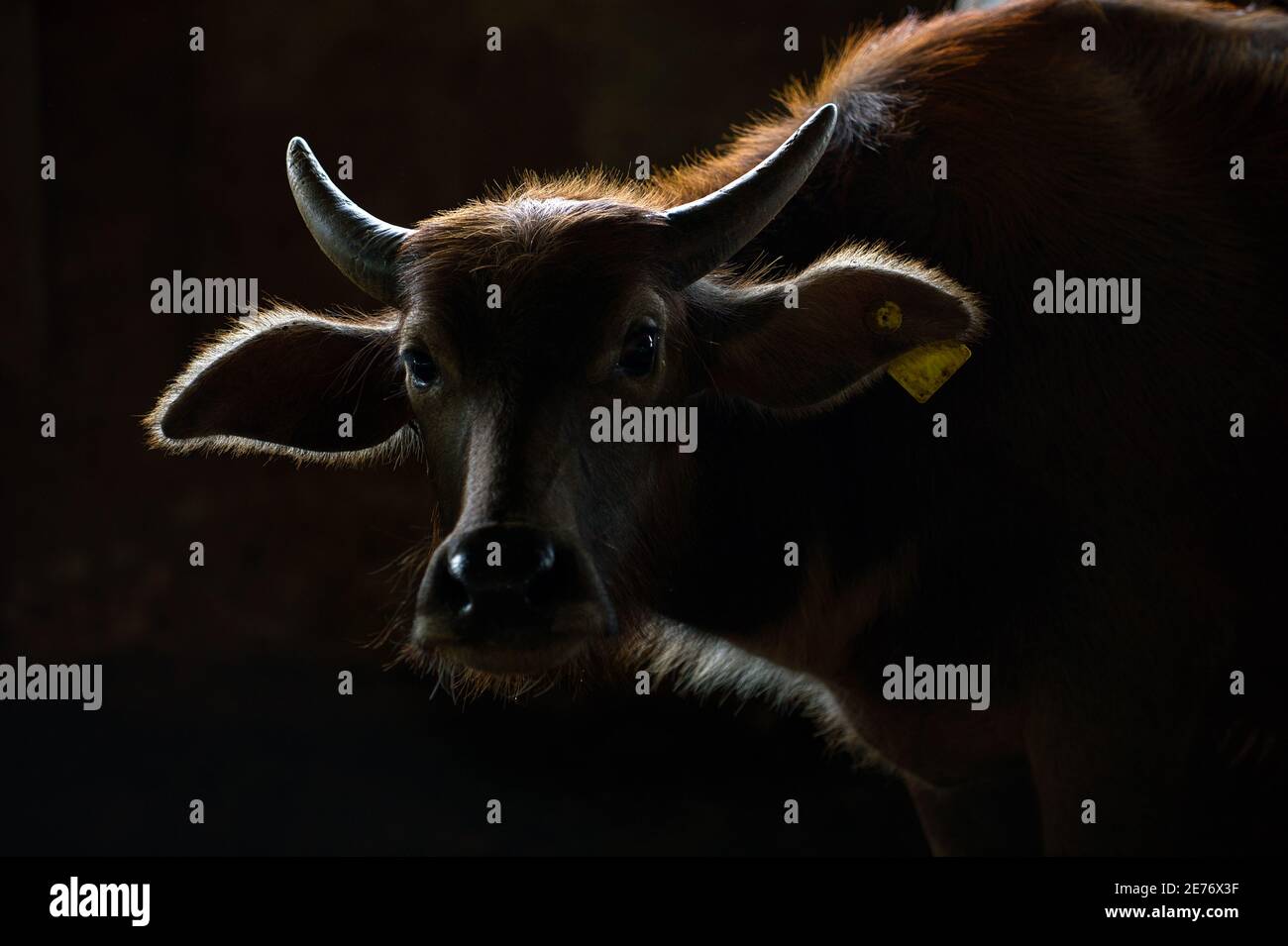 Buffalo si illumina al buio, il primo piano della testa ha una bella luce bordo su uno sfondo nero. Gli occhi erano innocenti e tristi. Foto Stock