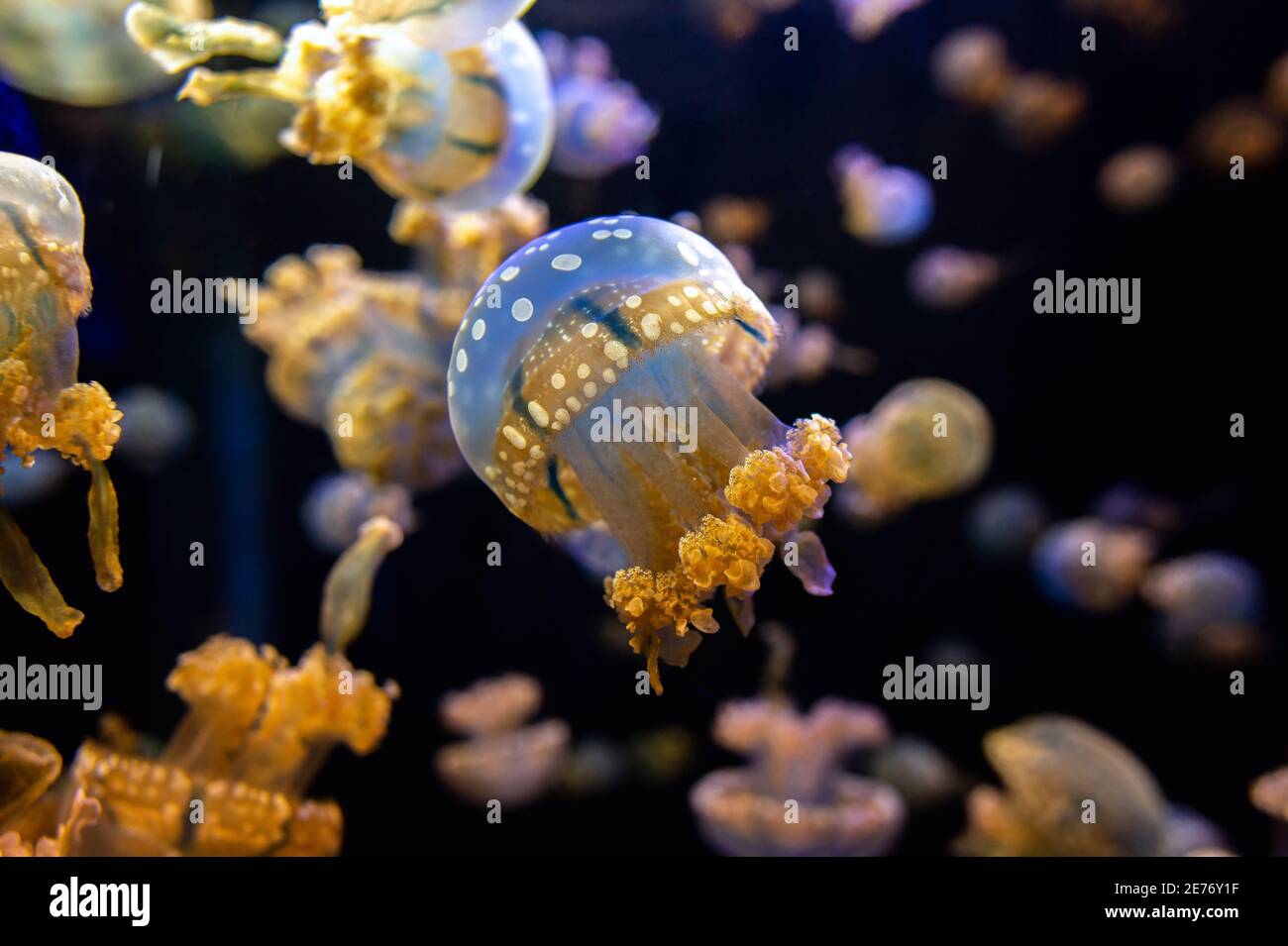 I meduse hanno motivi e colori bellissimi. Nuotare in un acquario, trasparente e luminoso su sfondo nero. Foto Stock