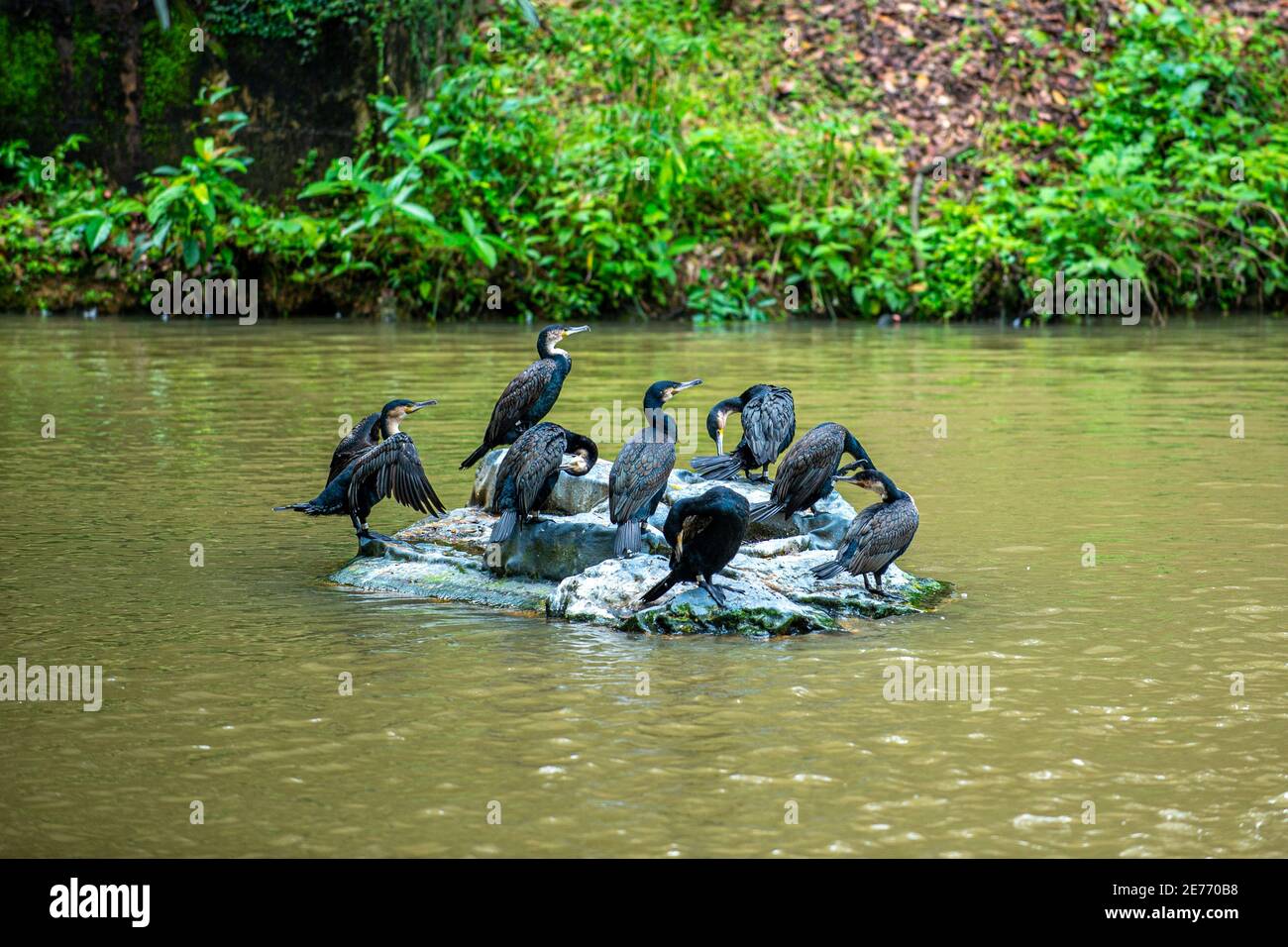 Diversi grandi cormorani neri si trovano sulle rocce dello stagno, lo sfondo è una foresta naturale presso lo zoo. Foto Stock