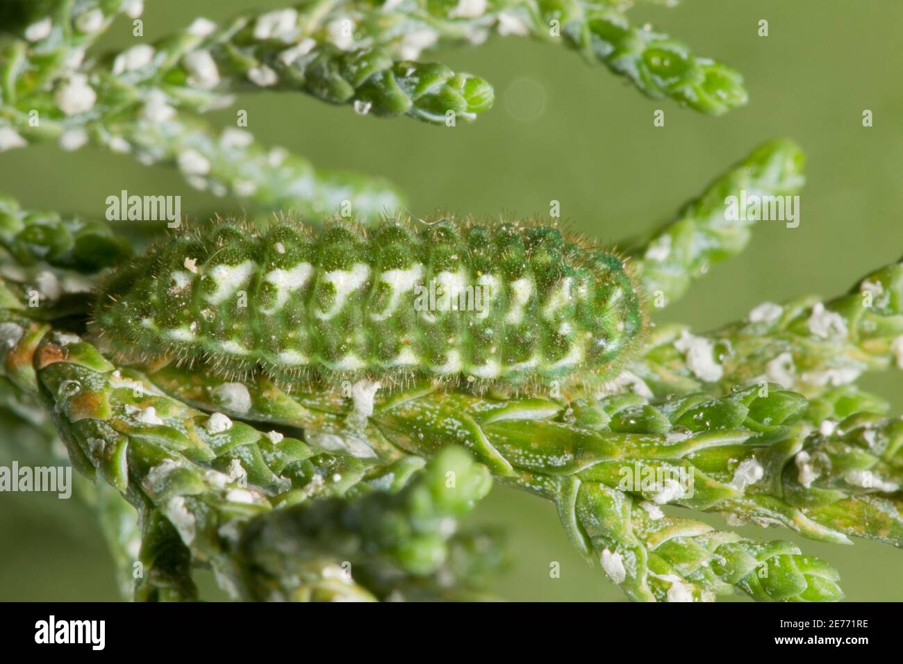 Siva Juniper Hairstreak Butterfly larva n. 1, Callofrys gryneus siva, Lycaenidae. Alimentazione su ginepro. Lunghezza 10 mm. Foto Stock