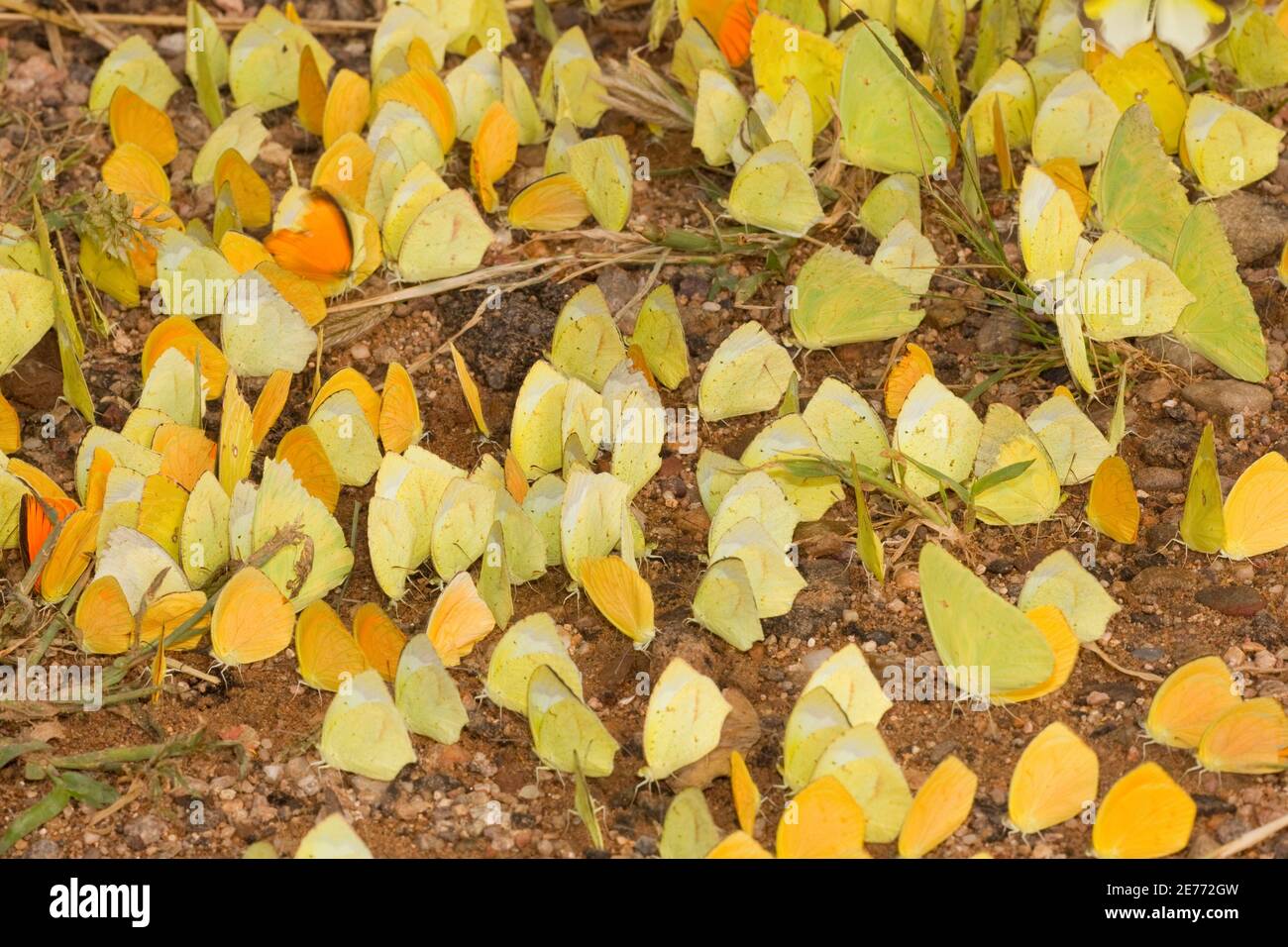 Sulphur Farflies puddling, ottenendo minerali da suolo umido. Pieridae. Foto Stock