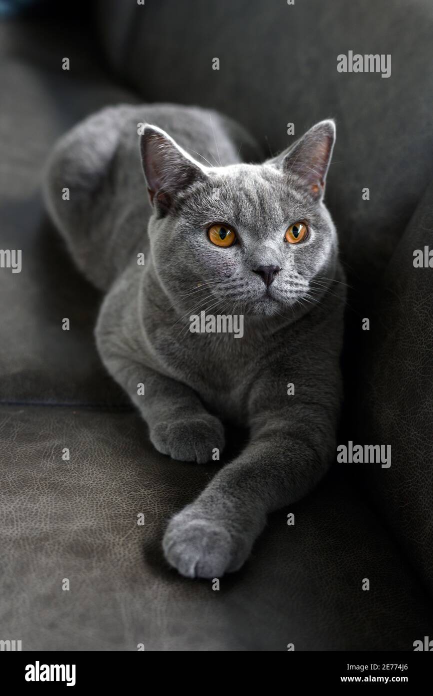 Gatto britannico shorthair, colore blu-grigio con occhi arancioni. Sedetevi e rilassatevi sul divano scuro. Guarda in alto. Foto Stock