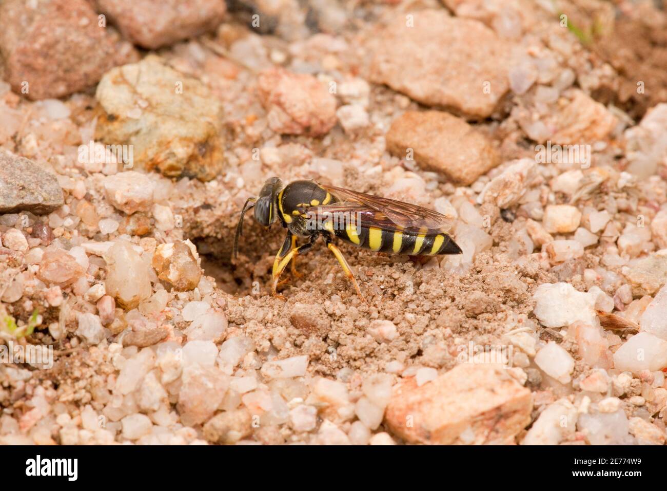 Non identificato Sand Wasp femmina, Bicyrtes sp., Crabronidae. Sbavatura di annidamento di scavo. Fornire nido con veri bug, Pentatomidae, Coreidae, Reduviidae. Foto Stock