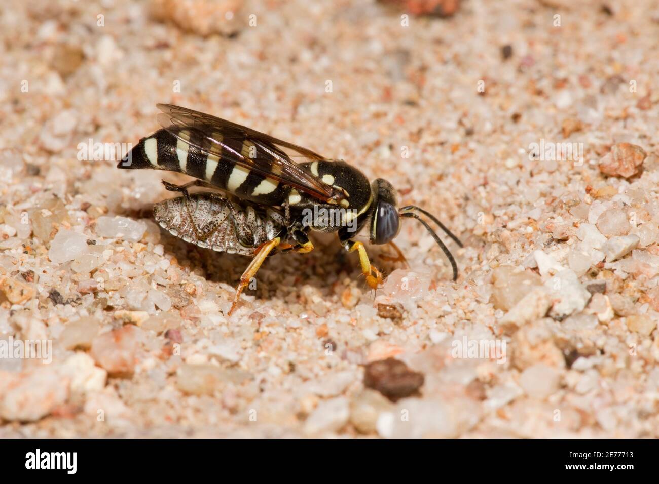Non identificato Sand Wasp femmina, Bicyrtes sp., Crabronidae. Portare un bug pentatomico paralizzato durante la riapertura del burrone di nesting. Foto Stock