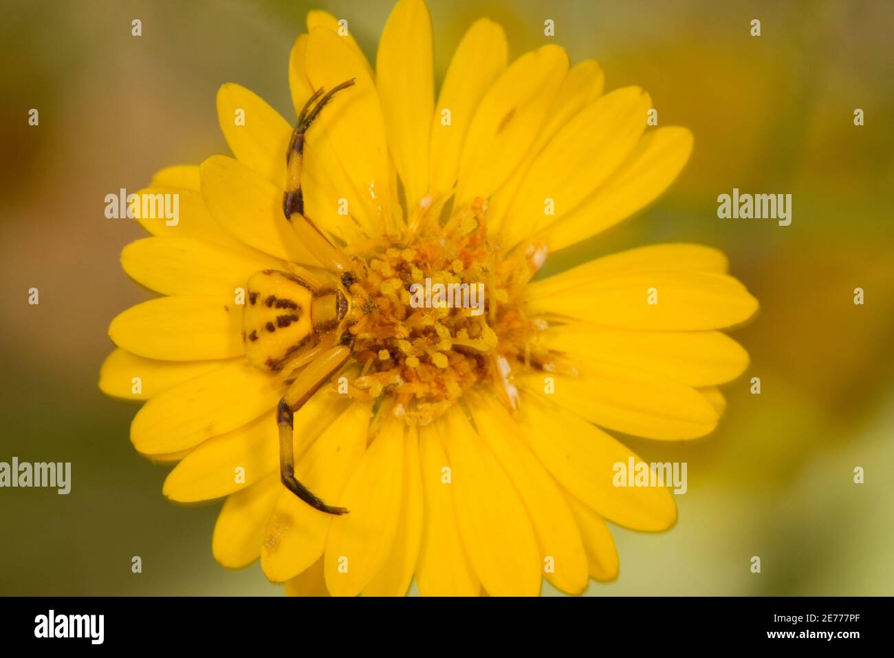 Ragno di granchio bianco, Misumenoides formosipes, Thomisidae, sull'astro. Foto Stock