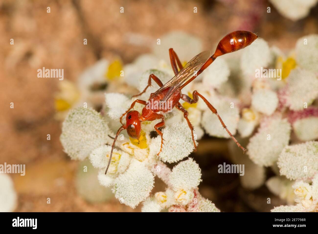 Wasp, Ammophila wrightii, Specidae con cintura. Nectaring a Woolly Tidestromia flower, Tidestromia lanuginosa, Amaranthaceae. Foto Stock