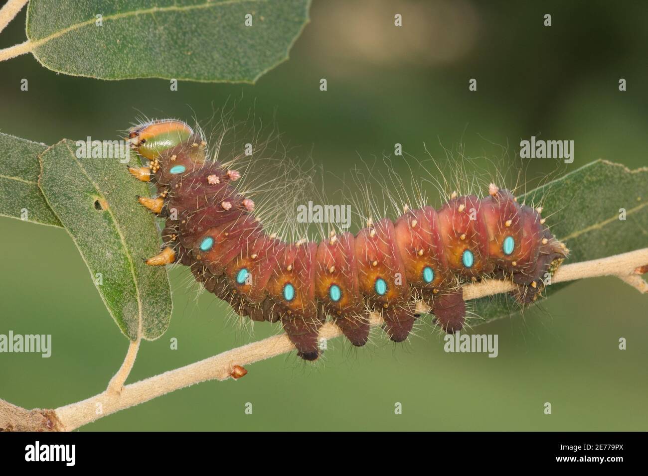 Oslar's Eacles Moth larva Day 47, Eacles oslari, Saturniidae. Lunghezza 80 mm. Egg images 15072031-15072040 on 7-24-15. Larva immagini 15072357-15072363 su Foto Stock