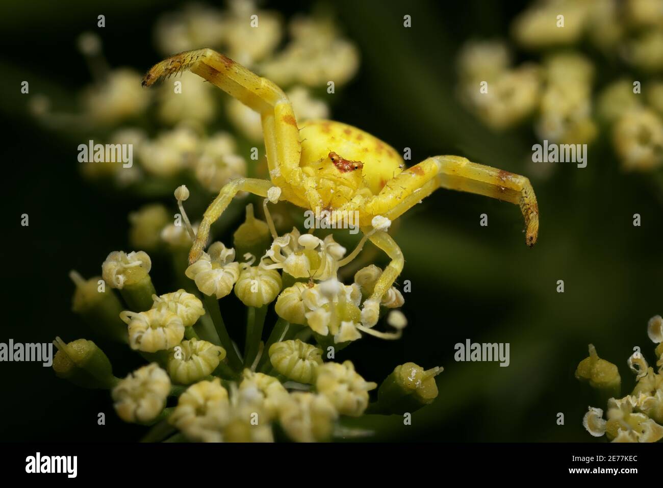 Ragno di granchio su pianta di prezzemolo Foto Stock Ragno di granchio su pianta di prezzemolo Foto Stock