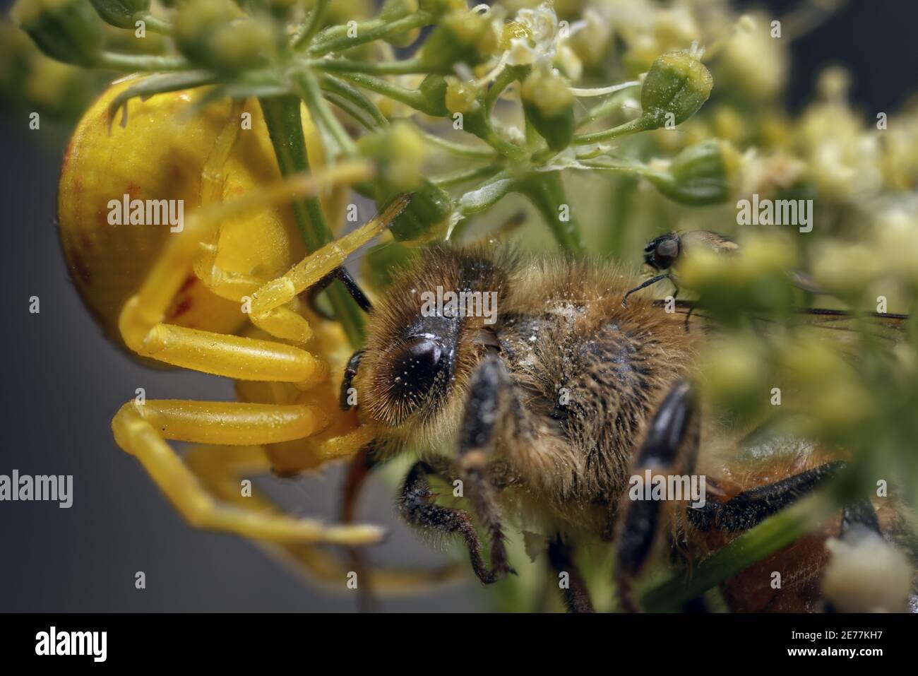 Ragno di granchio su pianta di prezzemolo Foto Stock Ragno di granchio su pianta di prezzemolo Foto Stock