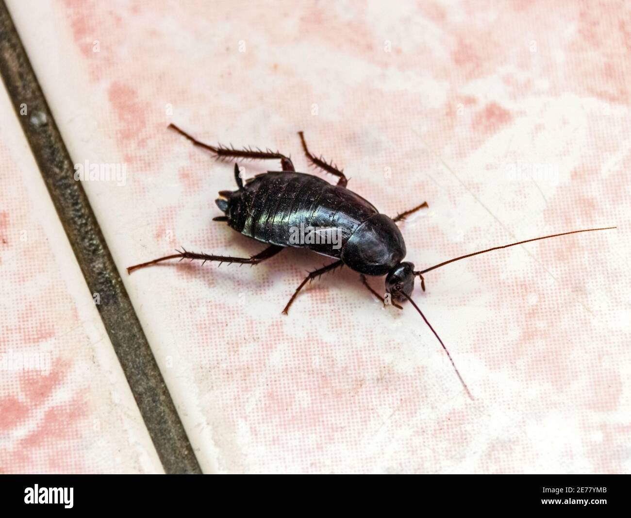 Vero scarafaggio nero grande su pavimento in piastrelle rosa come incubo Foto Stock