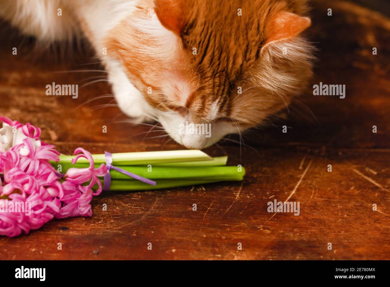 Graziosi gambi di fiori rossi di gatto rosso di guasto su tavolo di legno Foto Stock