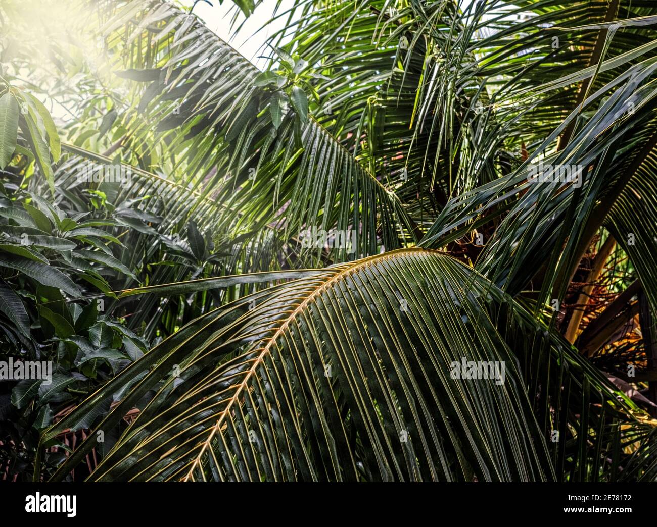 Piuttosto grande verde foglie di palma grande in ombra mattina felice Foto Stock