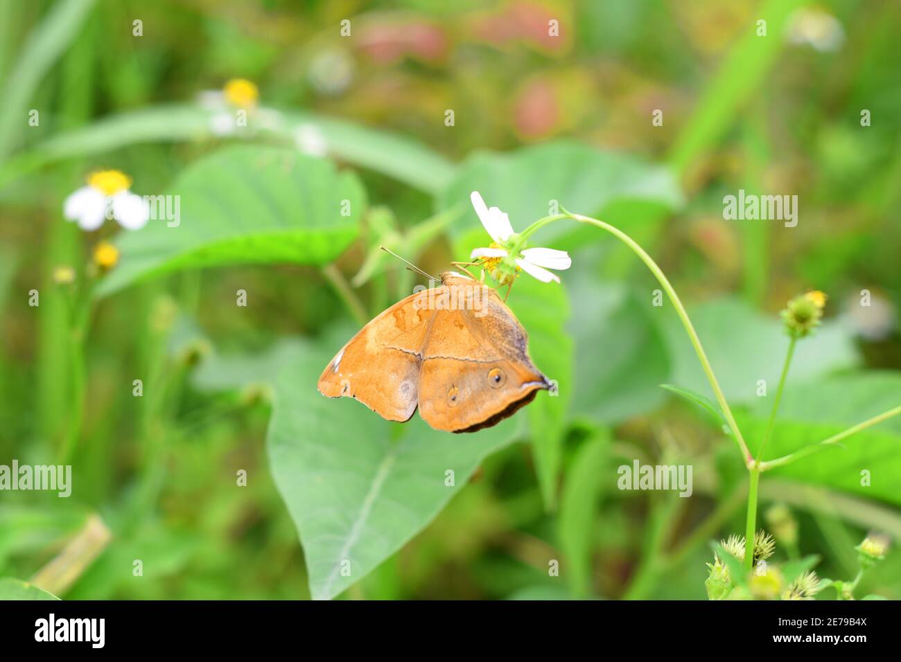 Farfalla delle foglie d'autunno (Doleschallia bisaltide) Foto Stock