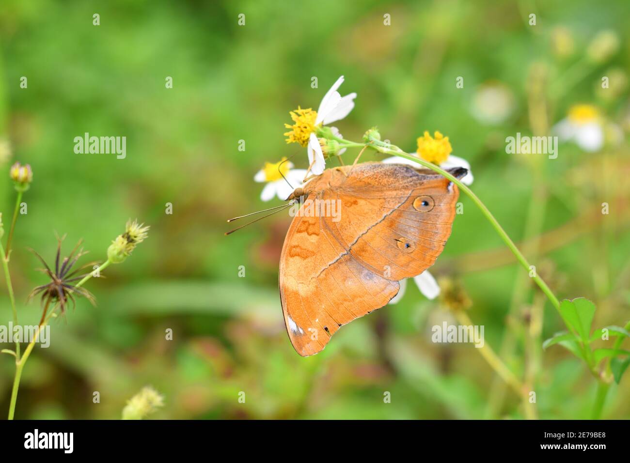 Farfalla delle foglie d'autunno (Doleschallia bisaltide) Foto Stock