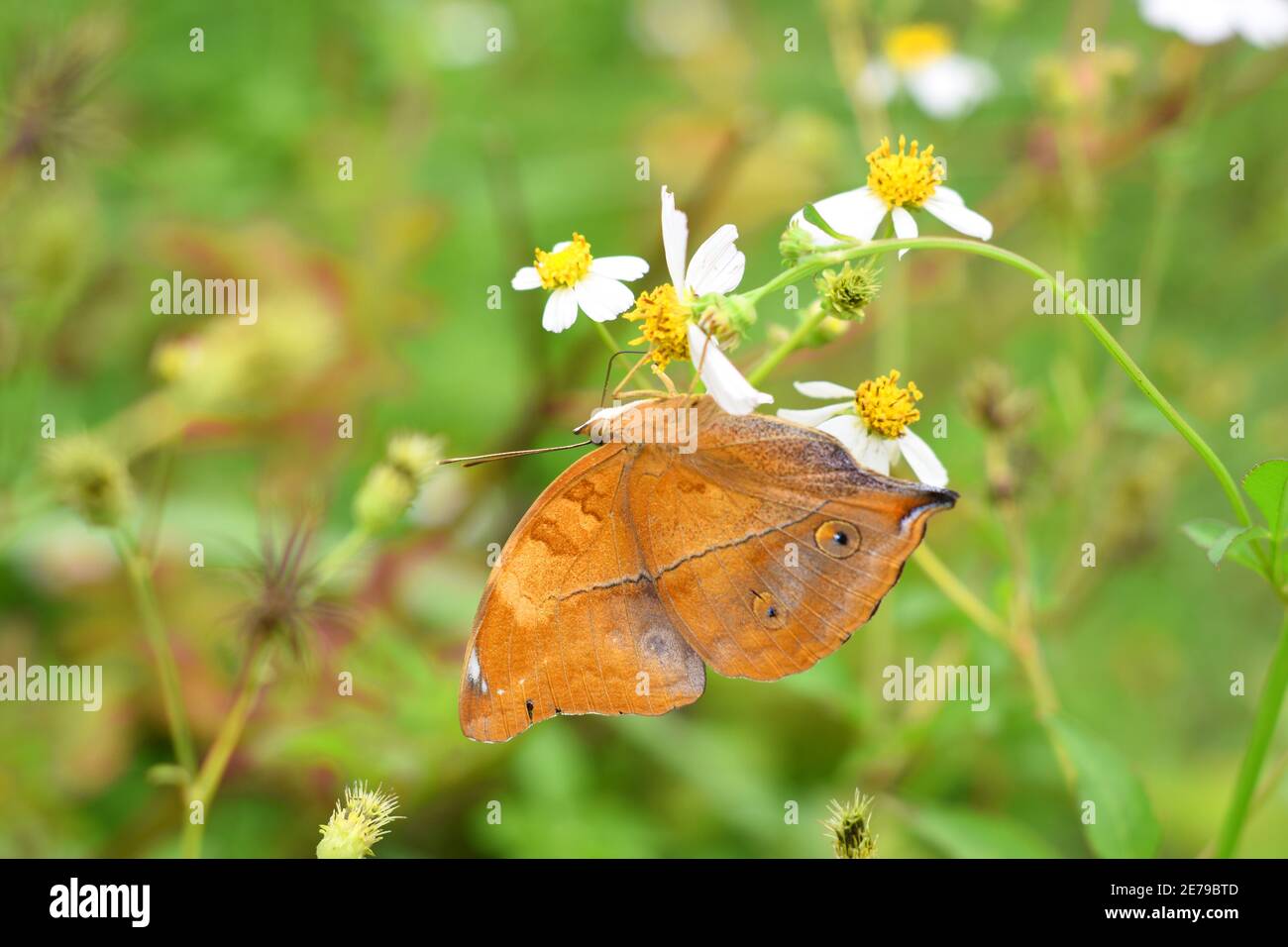 Farfalla delle foglie d'autunno (Doleschallia bisaltide) Foto Stock