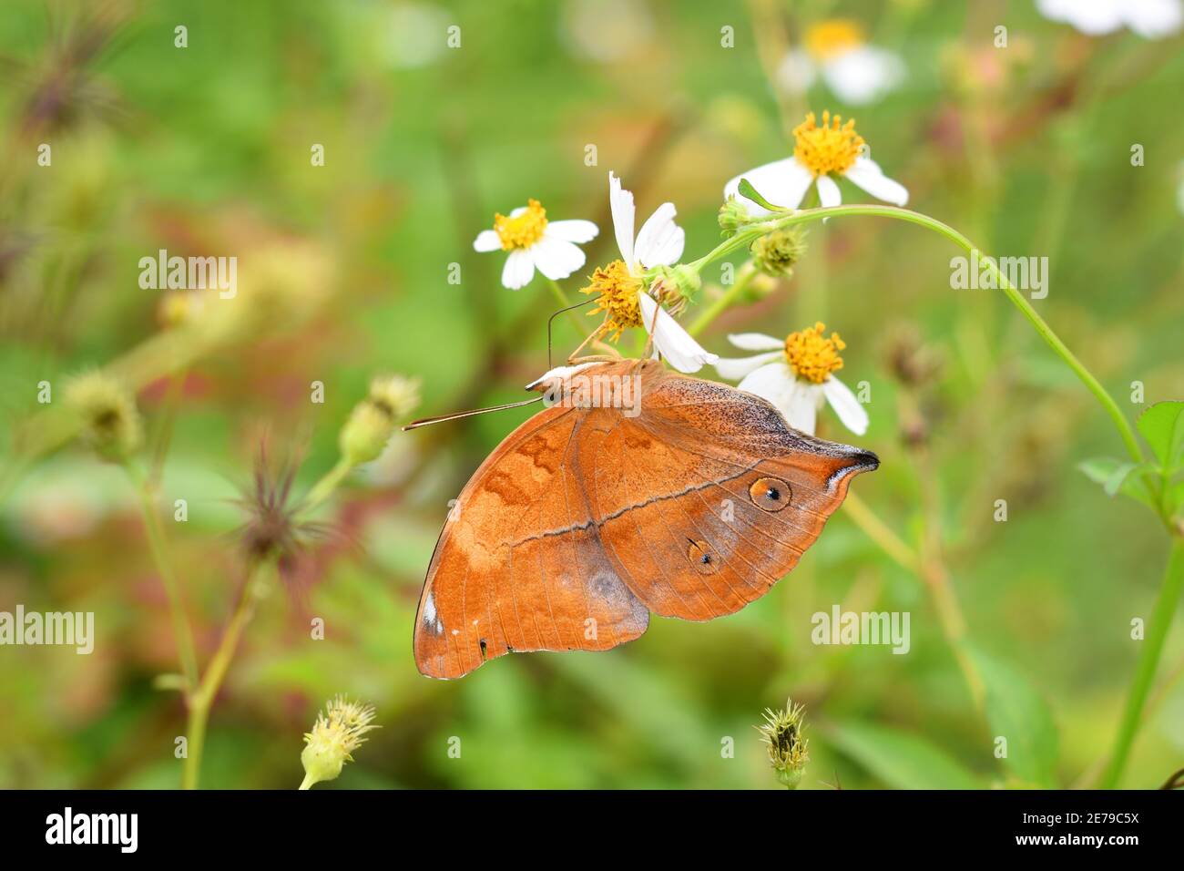 Farfalla delle foglie d'autunno (Doleschallia bisaltide) Foto Stock