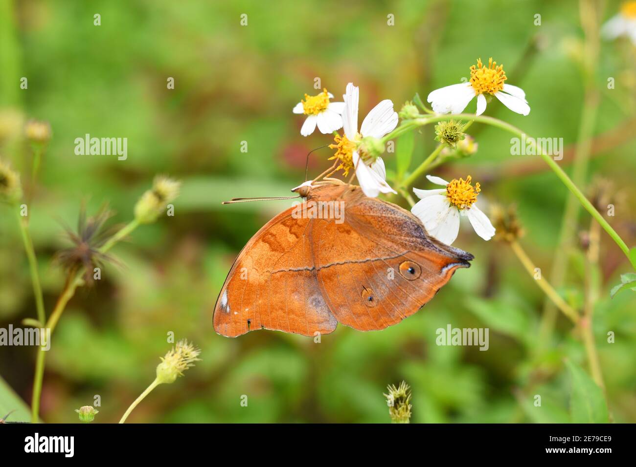 Farfalla delle foglie d'autunno (Doleschallia bisaltide) Foto Stock