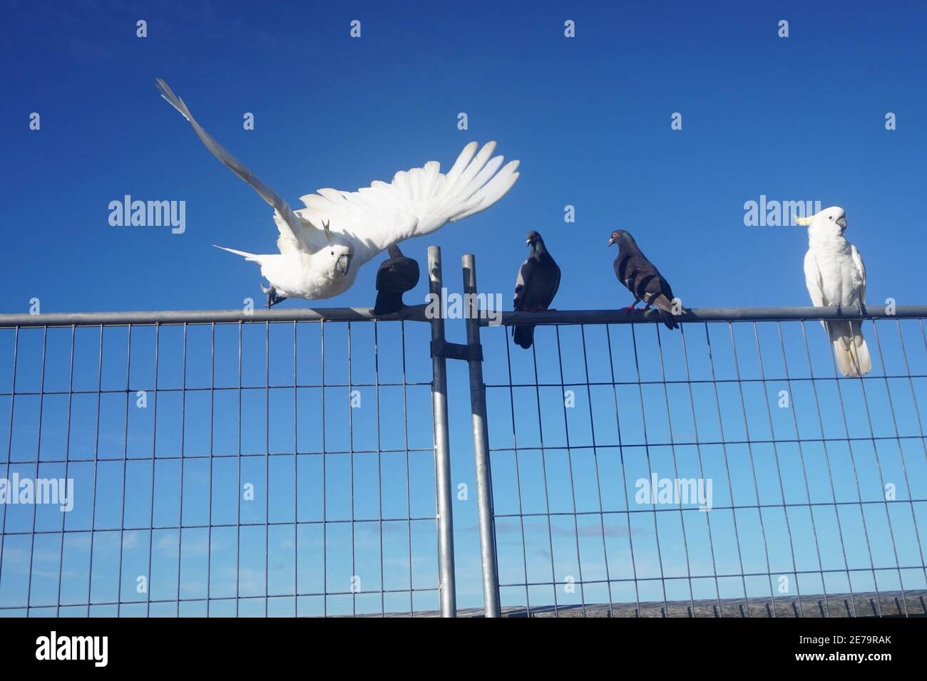 Cockatoo decollo da una fence filo con Pigeons guardare acceso Foto Stock