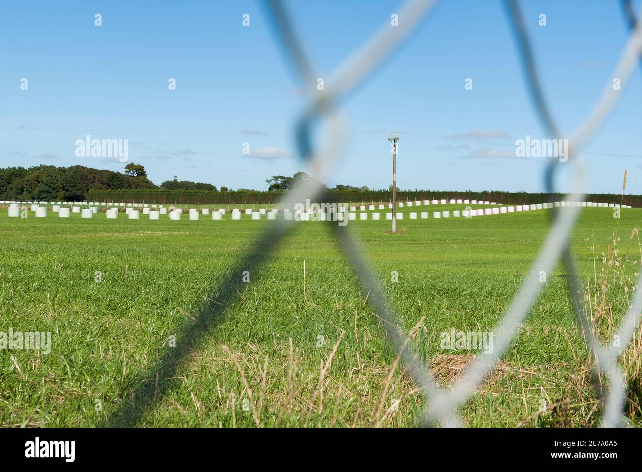 Fieno imballato in file distanti attraverso il campo agricolo visto attraverso la recinzione di filo di collegamento della catena defocalizzata. Foto Stock