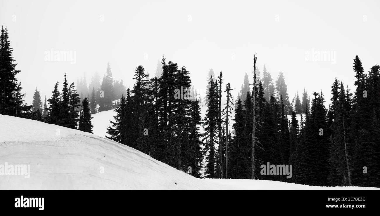 Una scena invernale in paradiso a Mt Rainier National Parcheggio Foto Stock