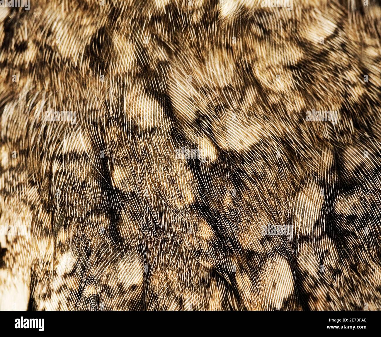 Frammento di piumaggio di luppe-gufo colato (Otus bakkamena). Foto Stock