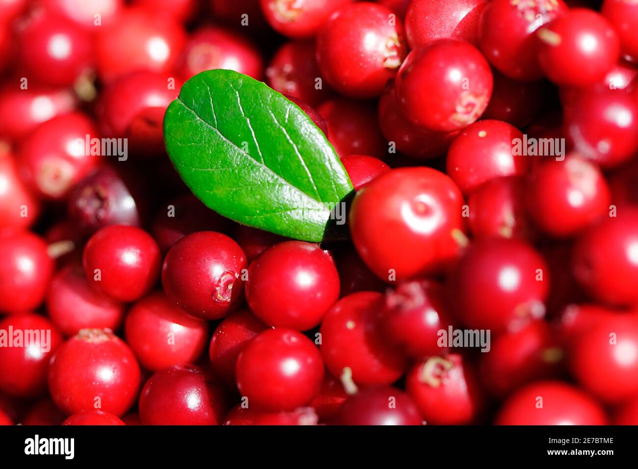 bacca fresca con foglia verde Foto Stock