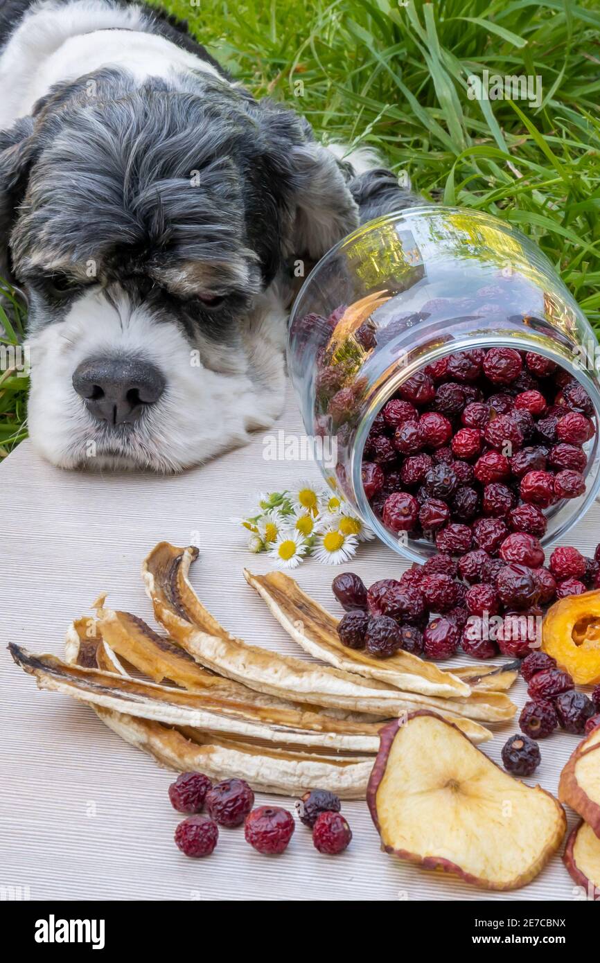 Il tricolore americano Cocker Spaniel poggiò la testa su un vassoio di frutta secca disidratata spalmato per una foto scatta Foto Stock