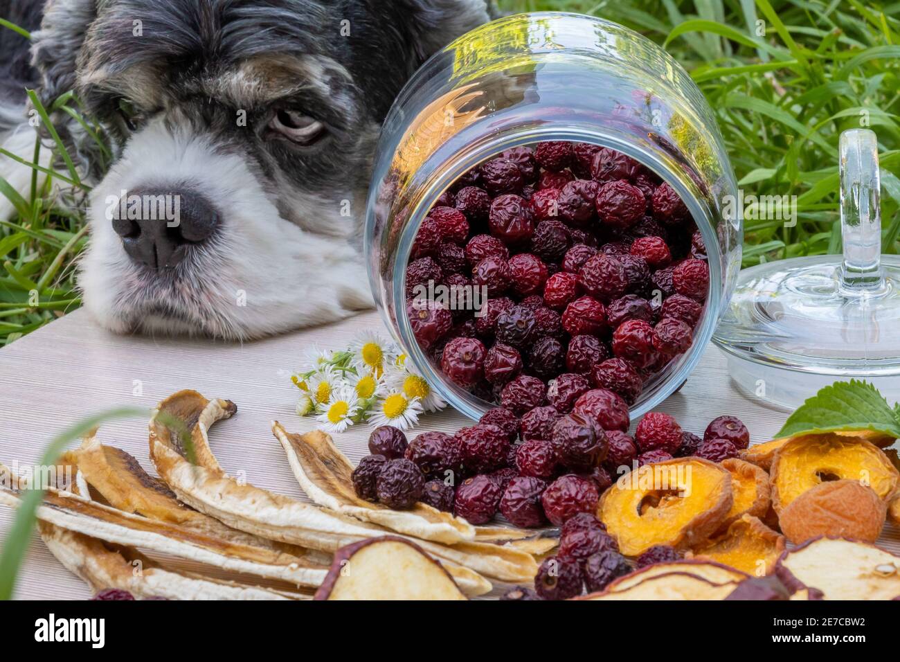 Il tricolore americano Cocker Spaniel poggiò la testa su un vassoio di frutta secca disidratata spalmato per una foto scatta Foto Stock