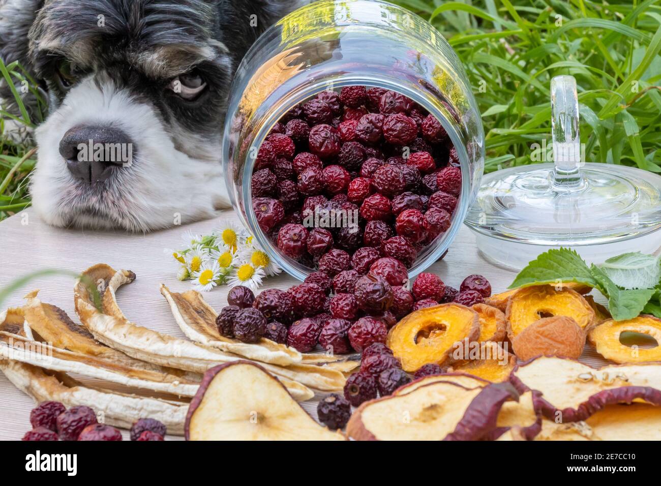 Il tricolore americano Cocker Spaniel poggiò la testa su un vassoio di frutta secca disidratata spalmato per una foto scatta Foto Stock
