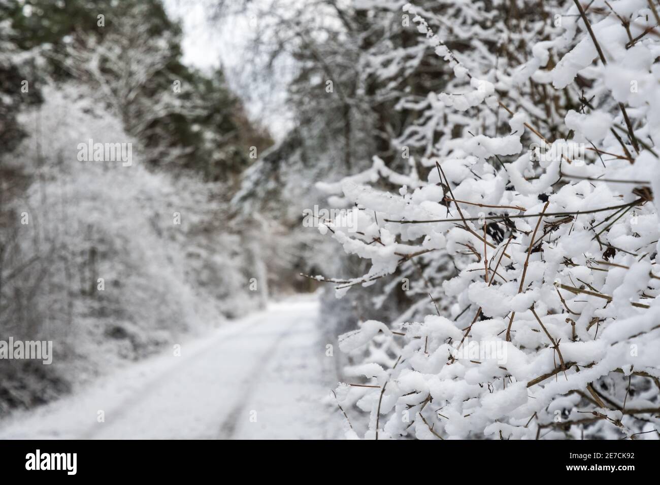 Rami ricoperti di neve da un sentiero nel bosco Foto Stock