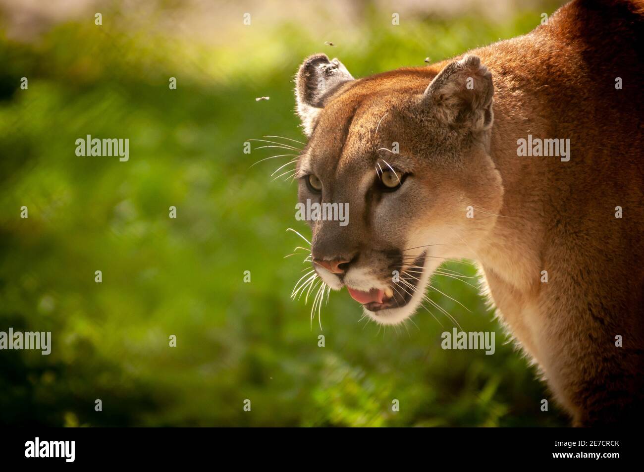 Florida Panther con gli gnat che si scioccano Foto Stock