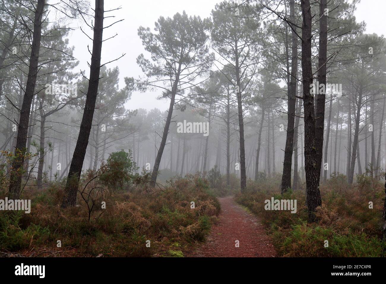 Francia, Aquitania, una mattina foggosa nella foresta delle Lande, quando la nebbia sta lottando per dissipare prima dell'alba. Foto Stock