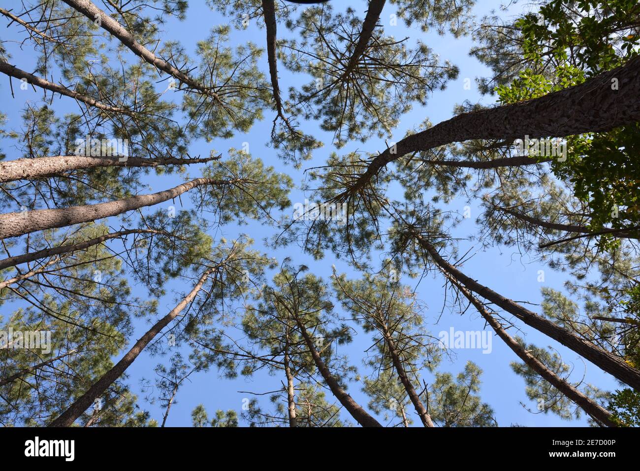 Francia, Aquitania, la foresta di Lande e Gascogne composto da pini marittimi si estende su quasi un milione di ettari sul lato dell'oceano. Foto Stock