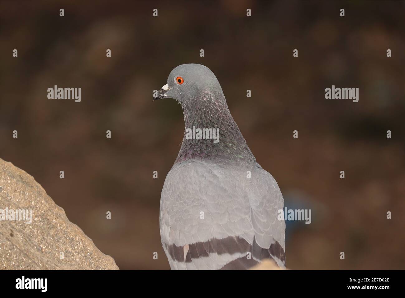 Primo piano vista di un uccello piccione seduto all'aperto, india-Asia Foto Stock