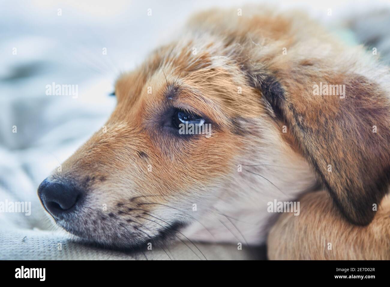 Carino cucciolo bianco zenzero mettere muso su primo piano cuscino. Foto Stock