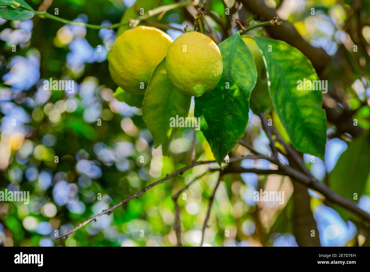 Il limone verde sull'albero in giardino. Foto Stock