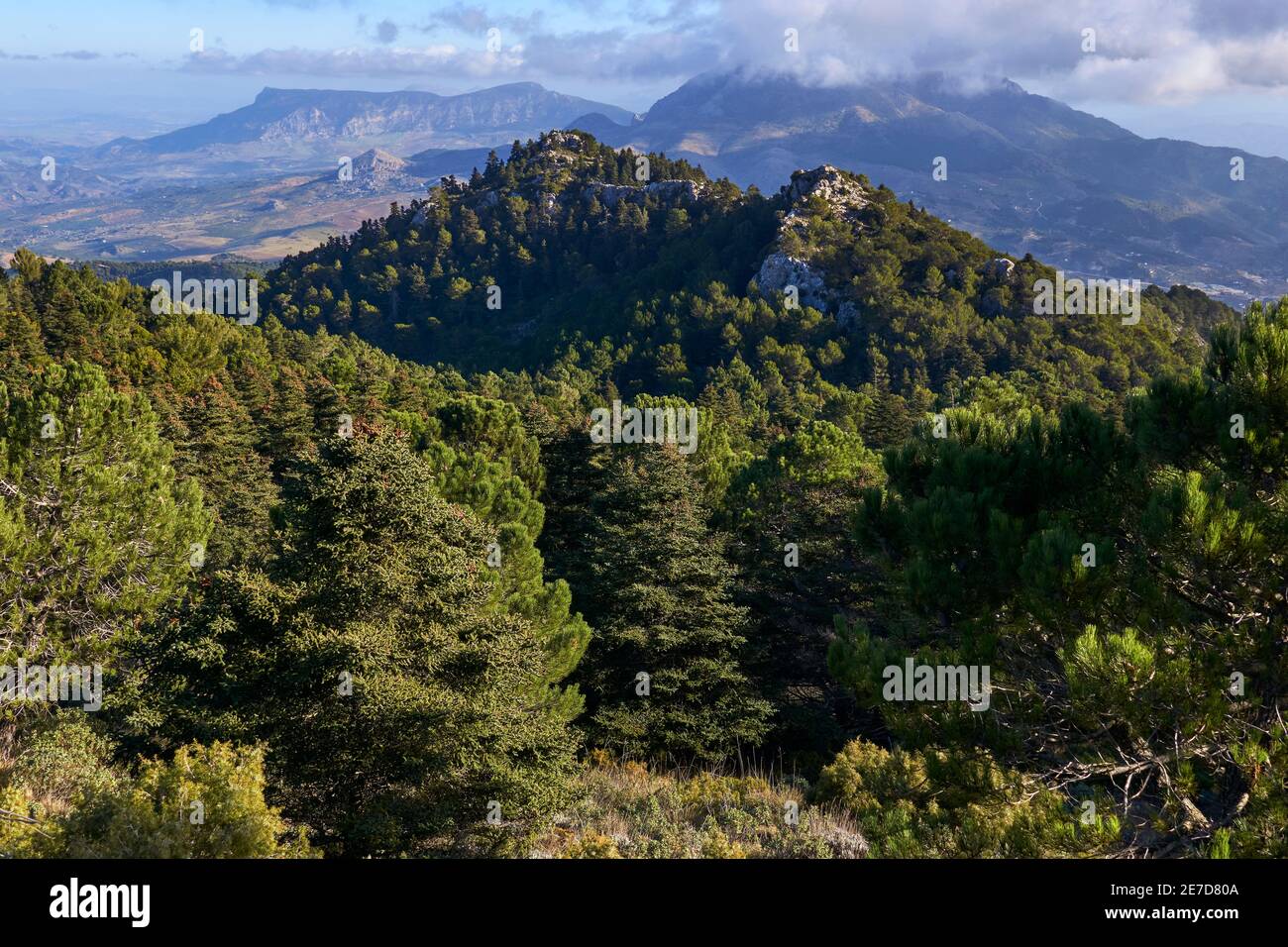 La foresta di Pinsapos (Abies Pinsapo) nella foresta di abeti Yunquera del parco nazionale della Sierra de las Nieves a Malaga. Andalusía, Spagna Foto Stock
