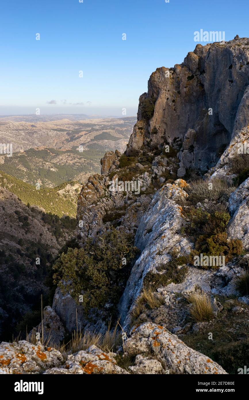 Pinsapar (Abies Pinsapo) e Tajo Albercas nel parco nazionale della Sierra de las Nieves nel comune di Yunquera a Malaga. Andalusia. Spagna Foto Stock
