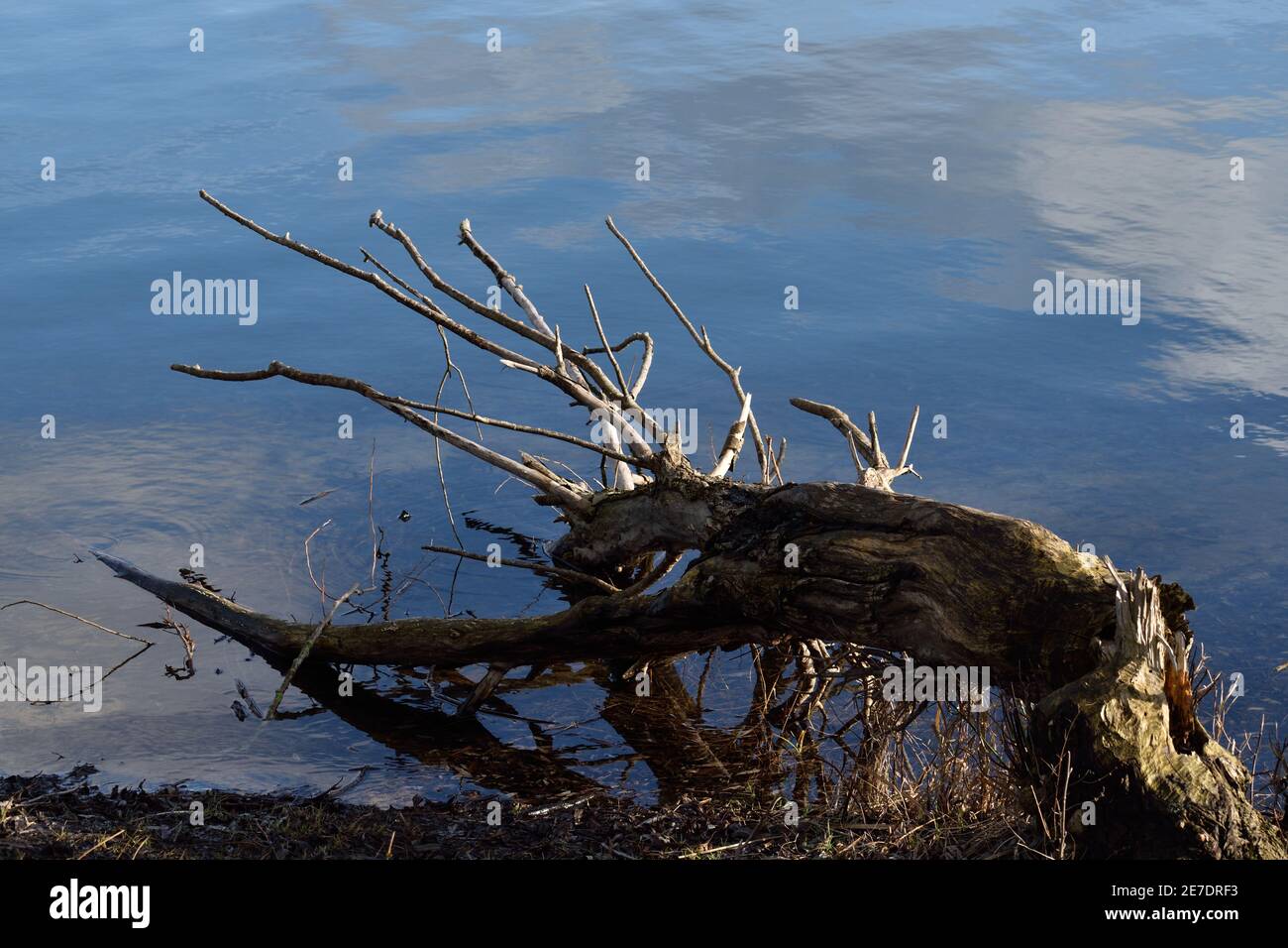 Caduto vecchio albero che assomiglia ad un cervo che si tuffa la sua testa in acqua da bere Foto Stock